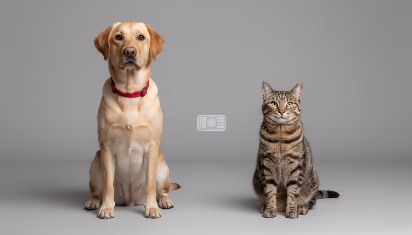 Labrador dog and tabby cat sitting side by side with a pet microchip between them on a neutral background